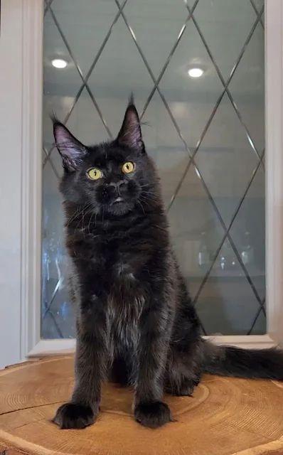 Продается кошка породы Пантера - частное объявление в Москва