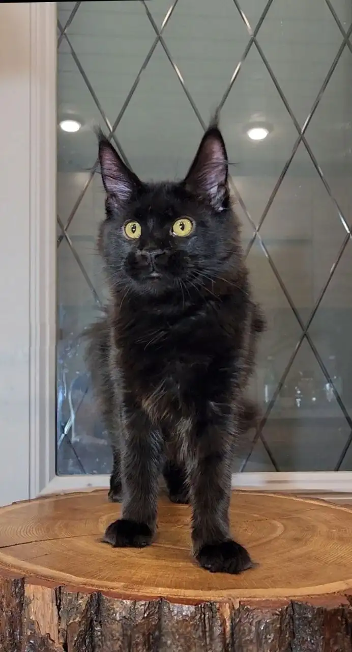 Продается кошка породы Пантера - Кошки (Животные) в Москва