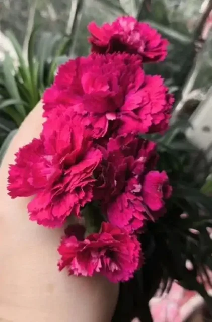 Продажа ампельной гвоздики и бегонии - Для дома и дачи в Москва