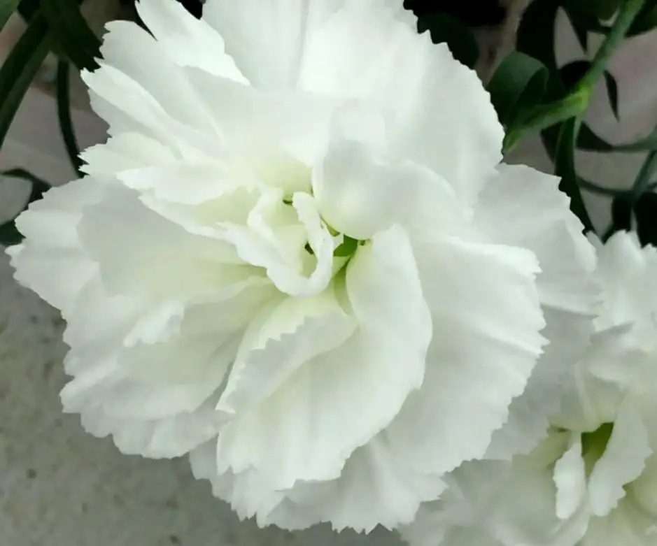 Продажа ампельной гвоздики и бегонии - Растения (Для дома и дачи) в Москва