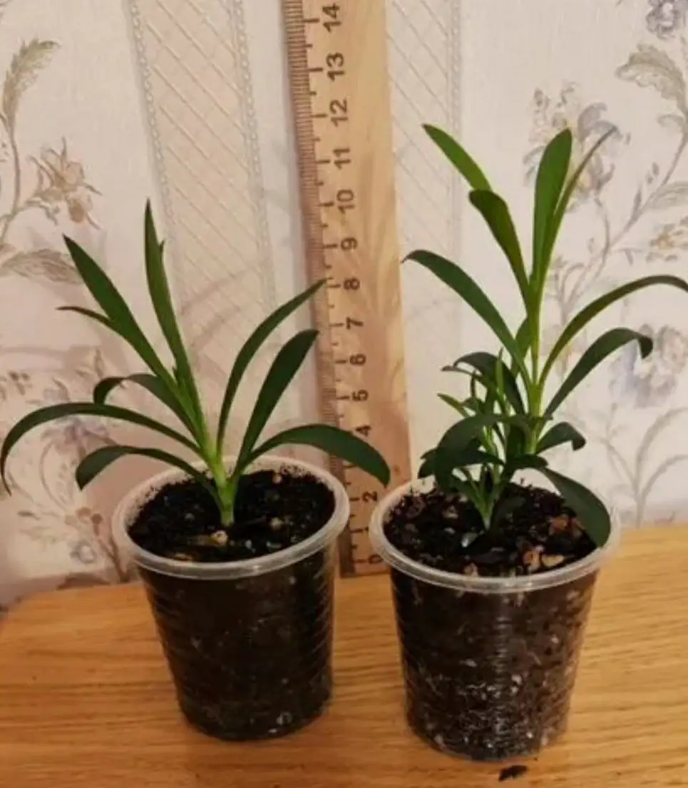 Продажа ампельной гвоздики и бегонии - Растения (Для дома и дачи) в Москва