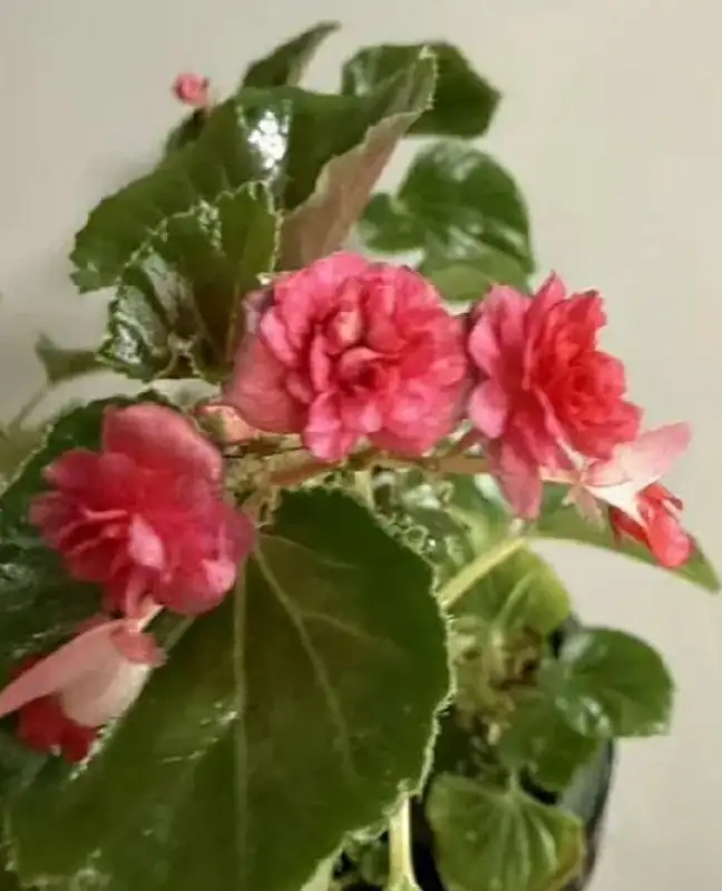 Продажа ампельной гвоздики и бегонии - Растения (Для дома и дачи) в Москва