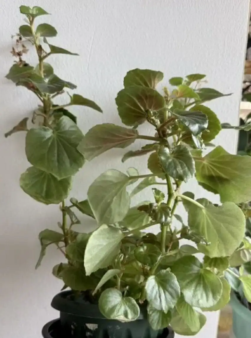 Продажа ампельной гвоздики и бегонии - Растения (Для дома и дачи) в Москва