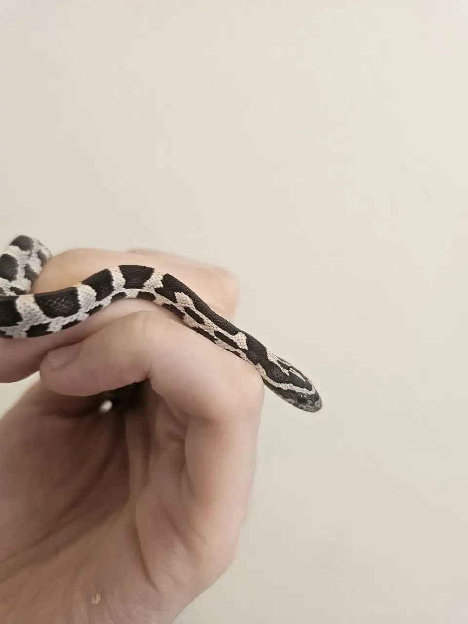 Услуги передержки и зооняни - Зооняня (Услуги) в Москва