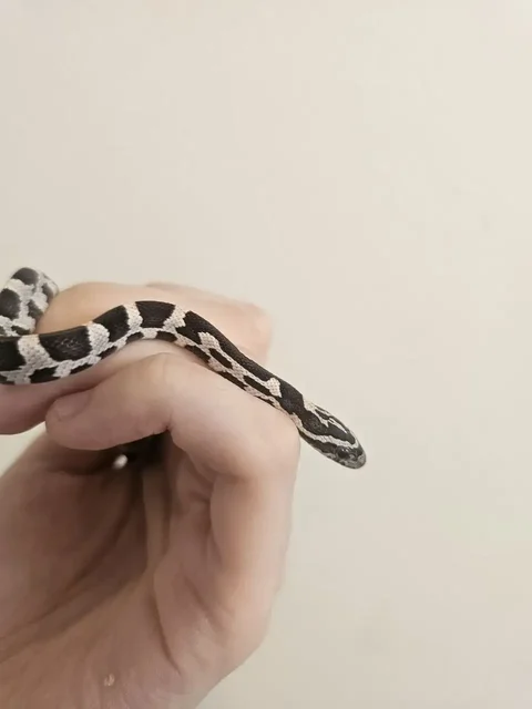 Услуги передержки и зооняни - Туризм в Москва