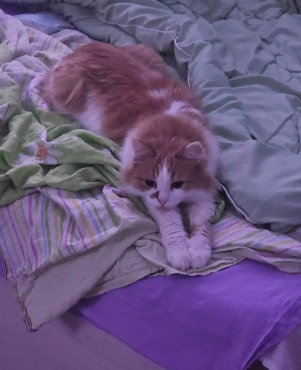 Услуги передержки и зооняни - Зооняня (Услуги) в Москва