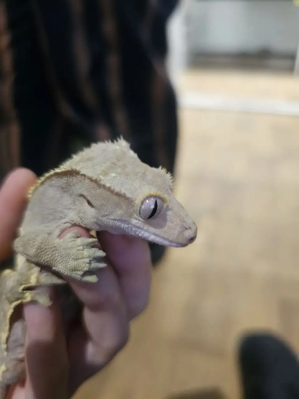 Услуги передержки и зооняни - Зооняня (Услуги) в Москва