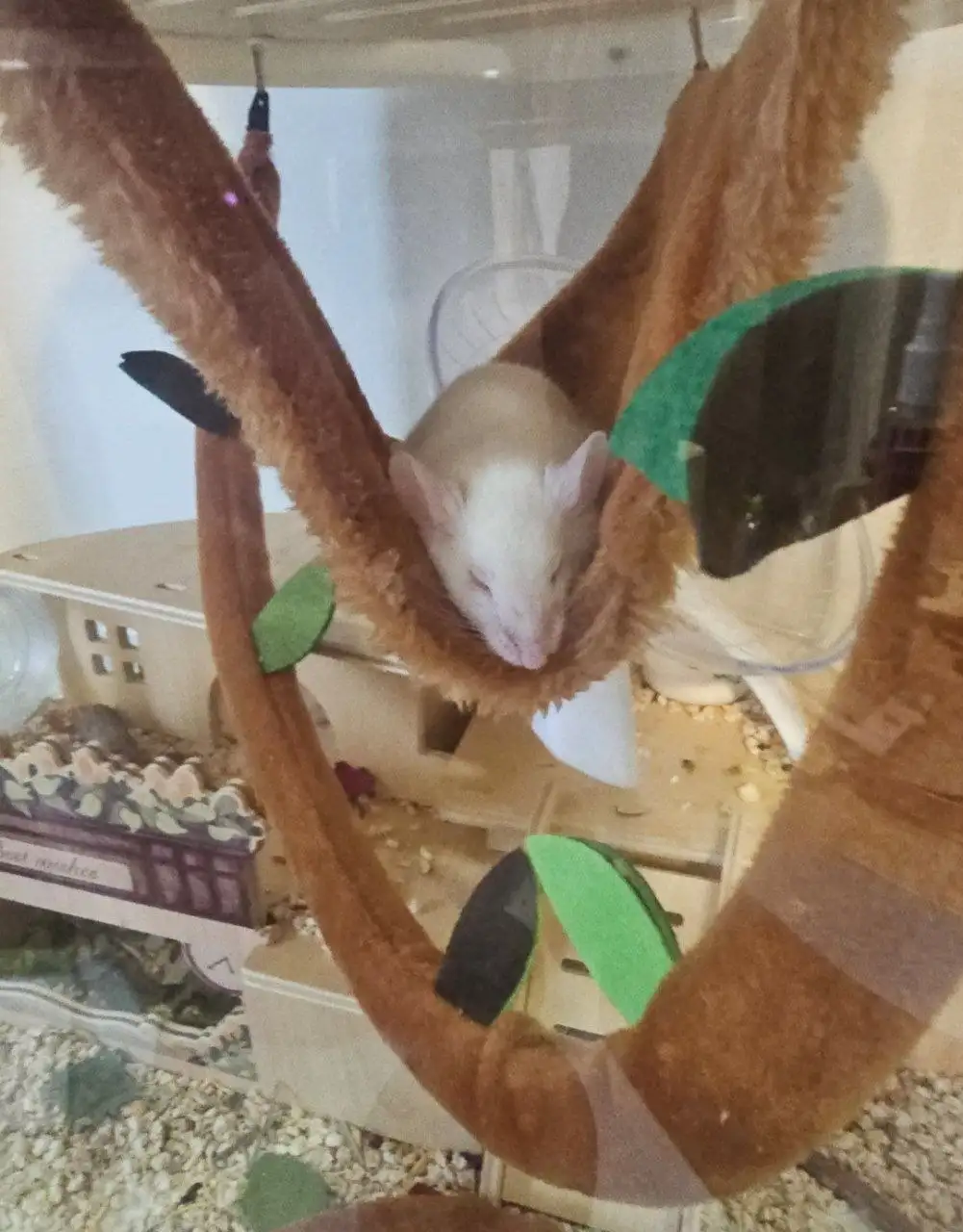 Услуги передержки и зооняни - Зооняня (Услуги) в Москва