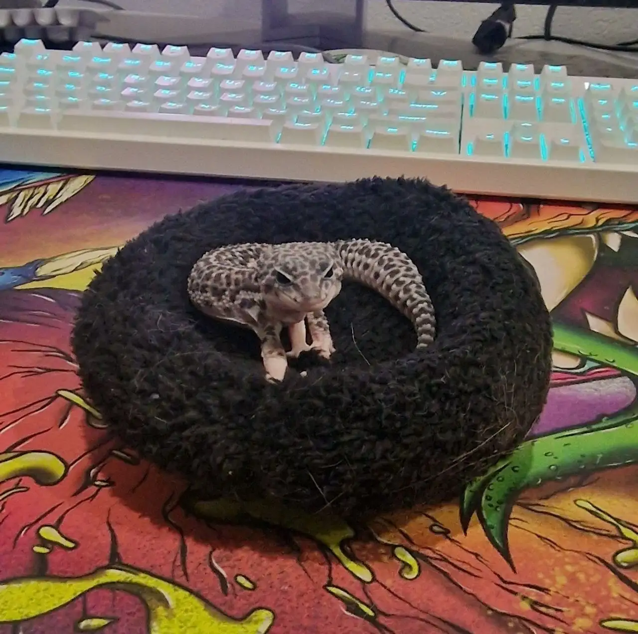 Услуги передержки и зооняни - Зооняня (Услуги) в Москва