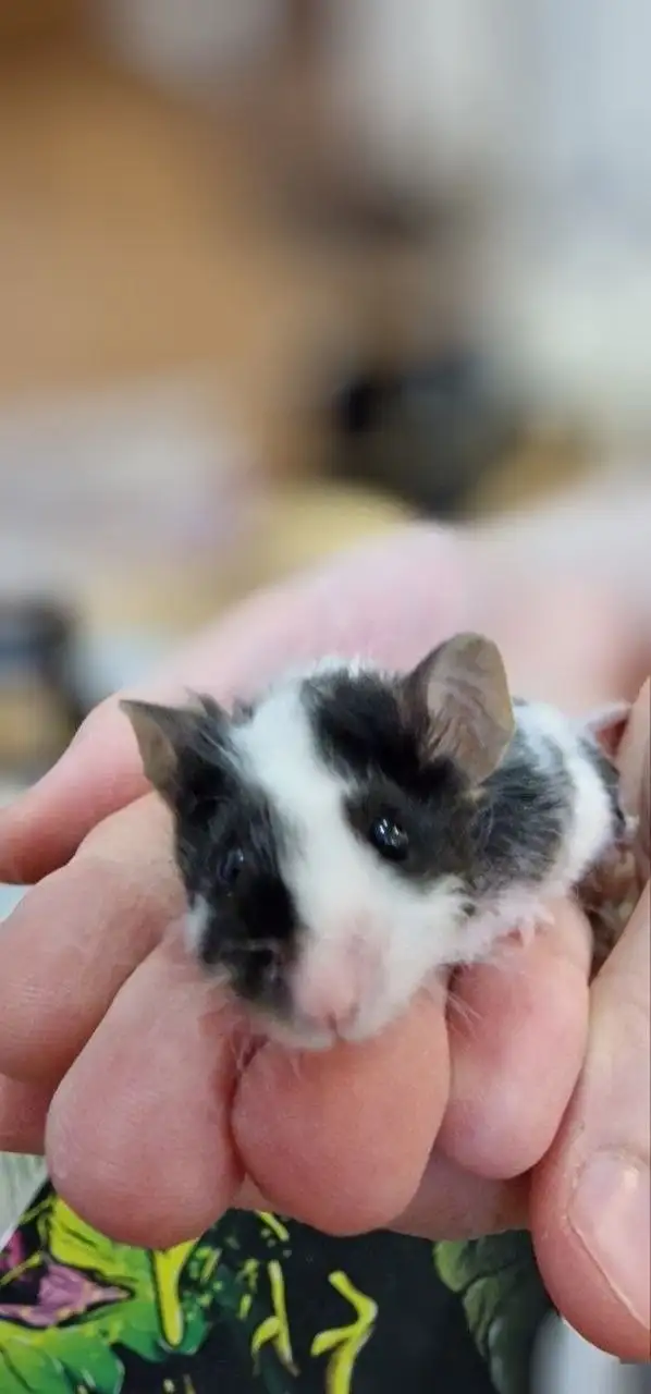 Продам декоративного самца мыши - Грызуны (Животные) в Москва