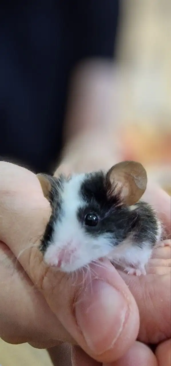 Продам декоративного самца мыши - Грызуны (Животные) в Москва