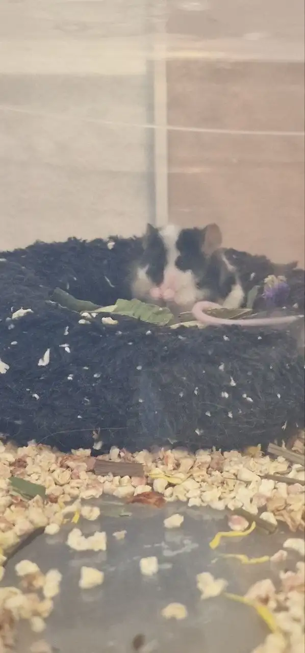 Продам декоративного самца мыши - Грызуны (Животные) в Москва