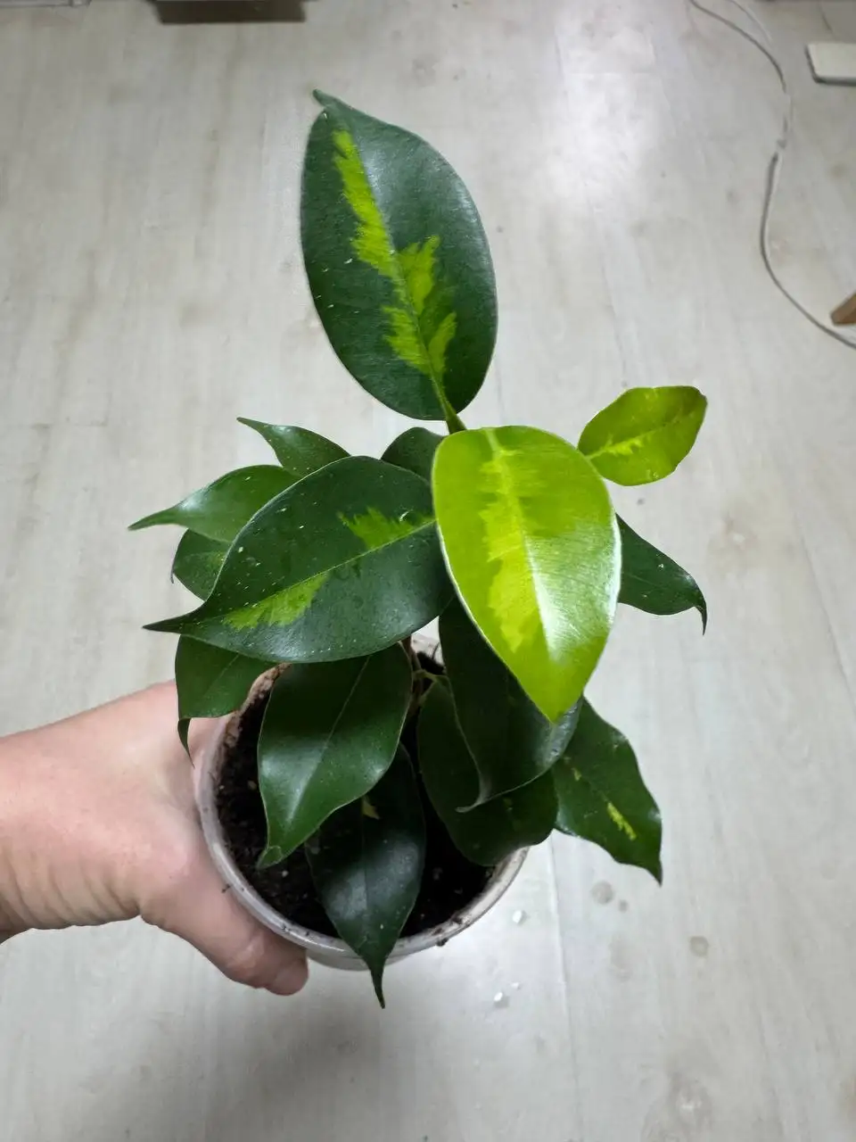 Продажа комнатных растений (розмарин, фикусы, пеларгонии) - Растения (Для дома и дачи) в Москва