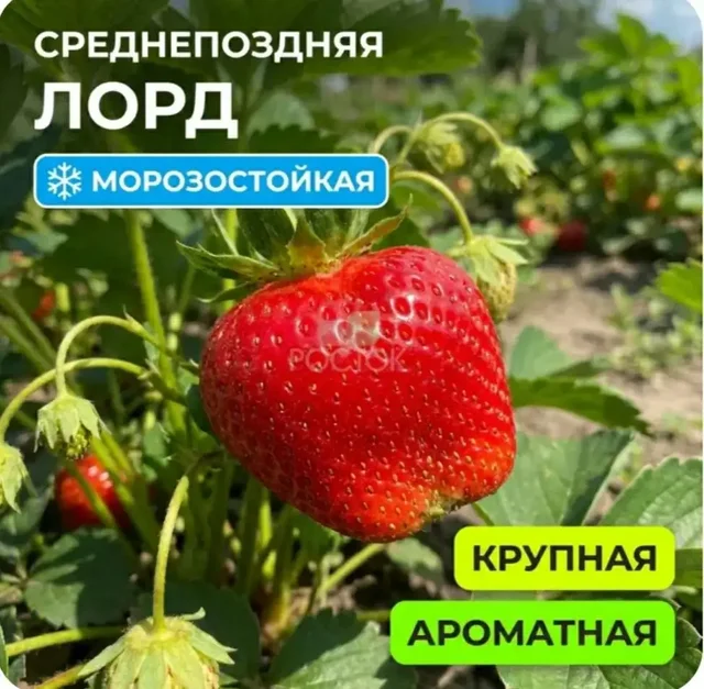 Саженцы ЗКС сорт Лорд - Кровати и матрасы в Москва