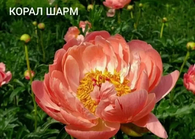 Пион Корал Шарм в контейнере - Швейные машины в Москва