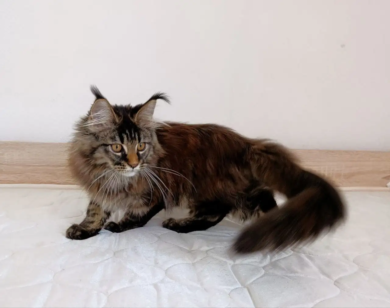Продажа котенка Мейн-кун - Животные в Москва
