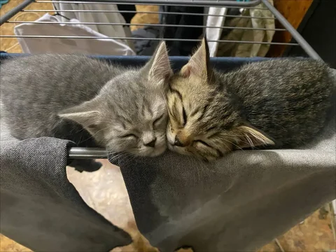 Отдам котят - частное объявление в Москва