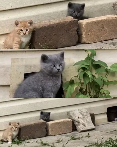 Котята в добрые руки - Птицы в Новое Бисерово