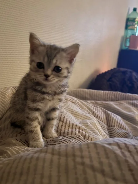 Шотландская прямоухая кошечка ищет дом - Кошки в Москва