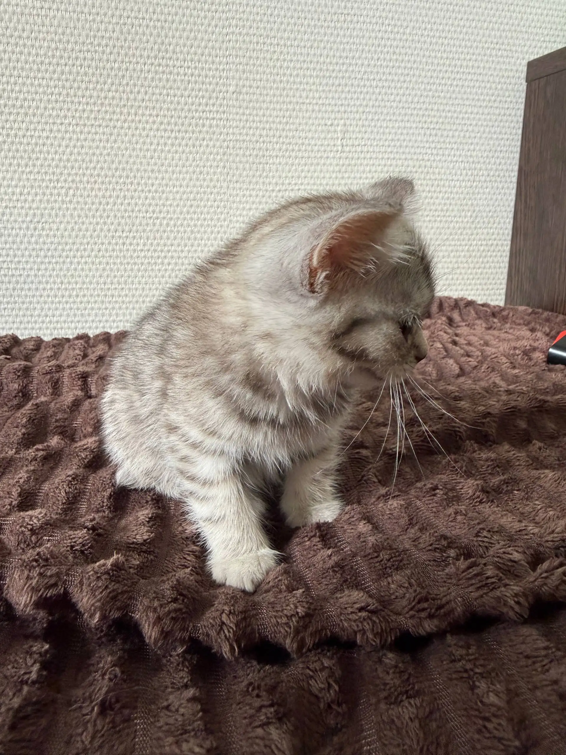 Шотландская прямоухая кошечка ищет дом - Кошки (Животные) в Москва
