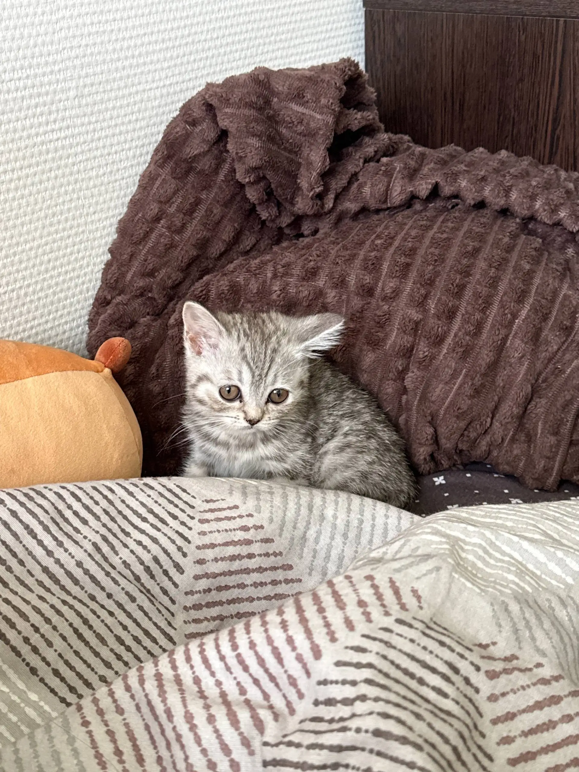 Шотландская прямоухая кошечка ищет дом - Кошки (Животные) в Москва