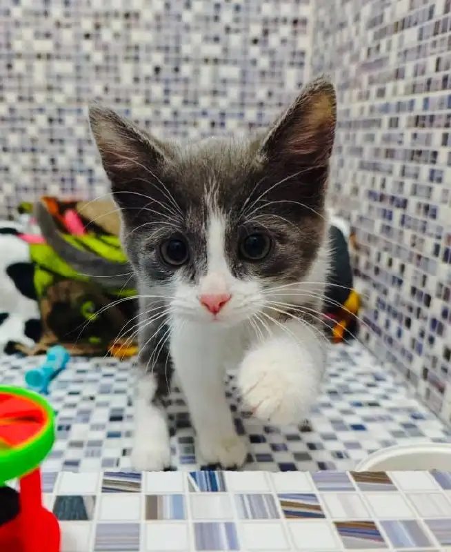 Котенок Мармелад ищет дом - Кошки (Животные) в Москва