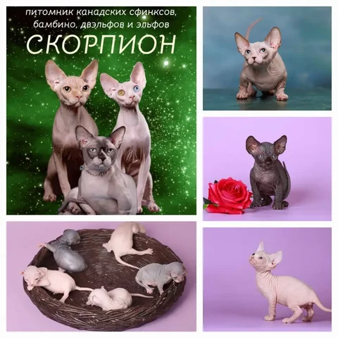 Продажа котят канадского сфинкса и эльфов - Кошки в Москва