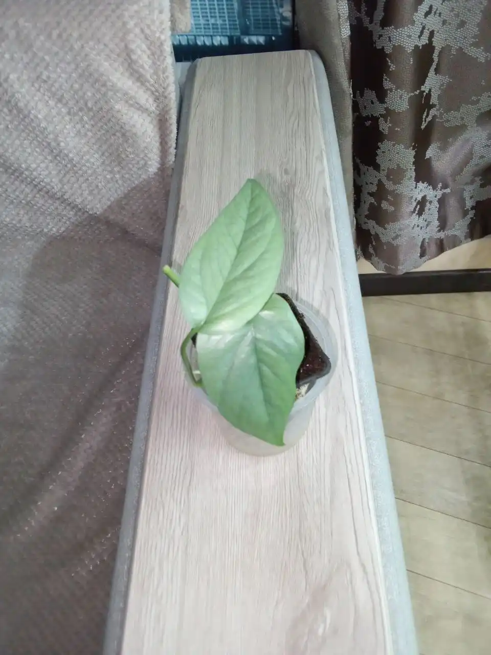 Эпипремнум пиннатум Себо Блю тайский сорт