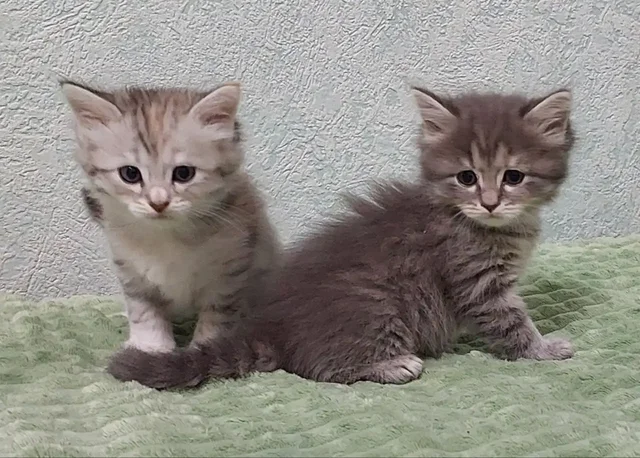 Кошечки в добрые руки - Животные в Волгоград