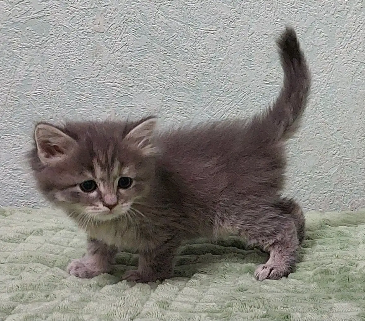Кошечки в добрые руки - Кошки (Животные) в Волгоград