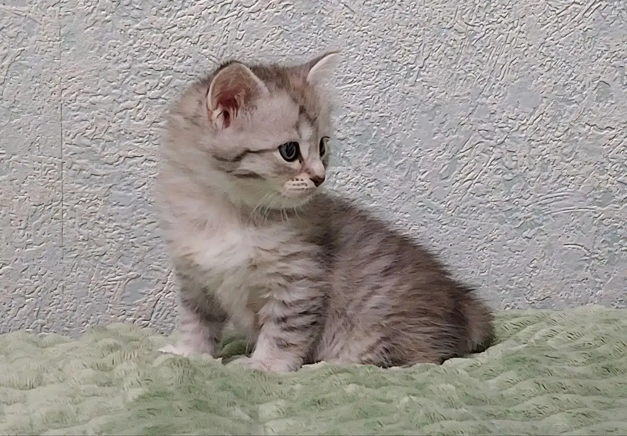 Кошечки в добрые руки - Кошки (Животные) в Волгоград