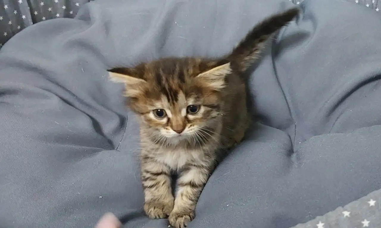 Кошечки в добрые руки - Кошки (Животные) в Волгоград