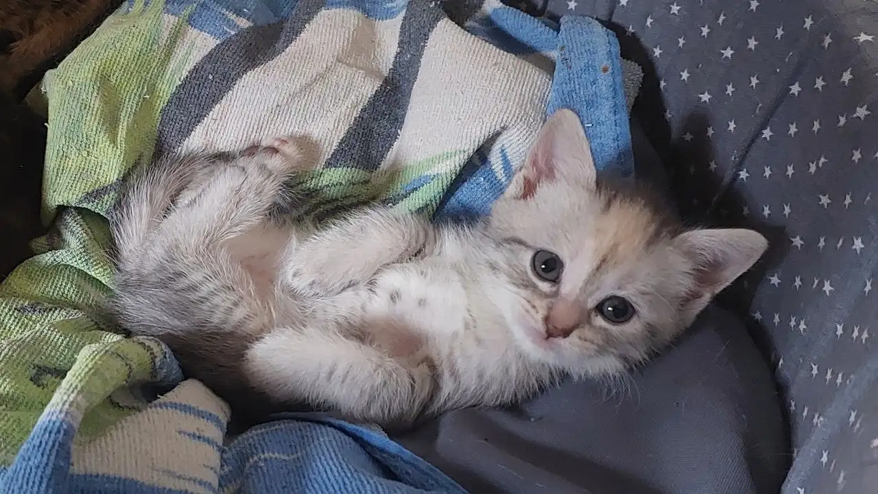 Кошечки в добрые руки - Кошки (Животные) в Волгоград