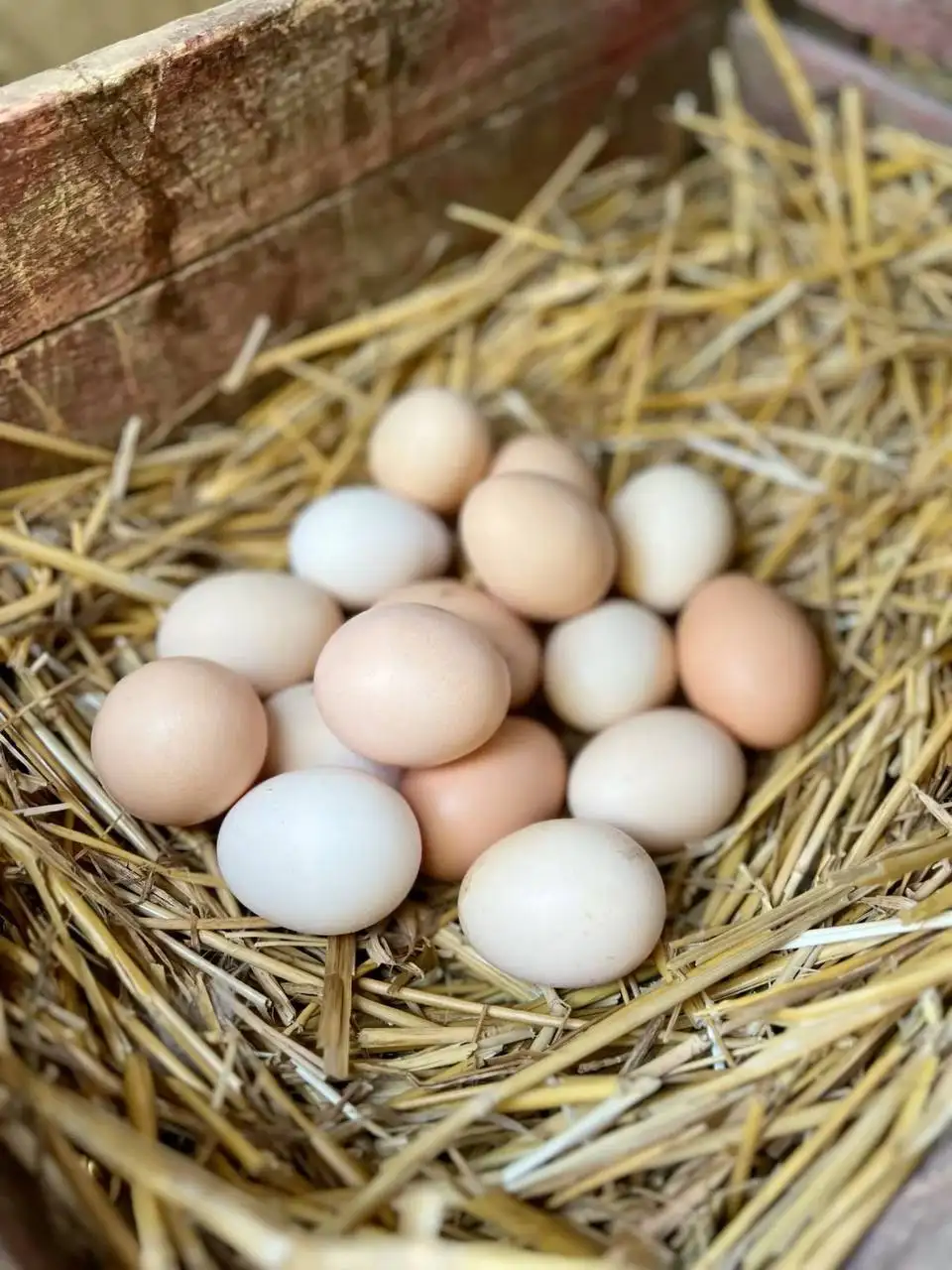 Домашние яйца - Продукты питания (Барахолка) в Волгоград