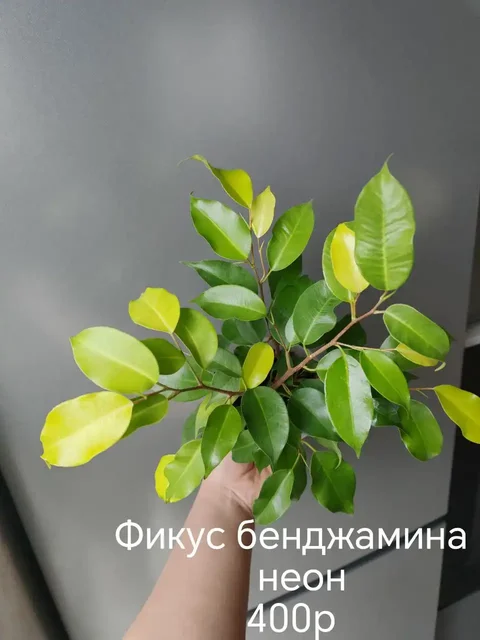 Продажа цветов из личной коллекции - частное объявление в Волгоград