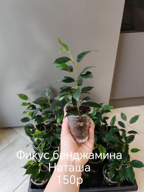 Продажа цветов из личной коллекции - частное объявление в Волгоград