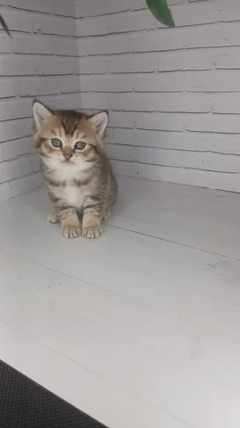 Котенок ищет дом - частное объявление в Волгоград