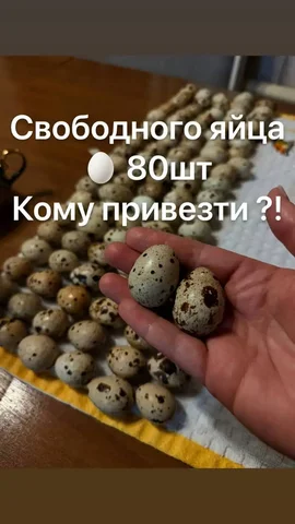 Яйца куриные домашние - Стульчики для кормления в Волгоград