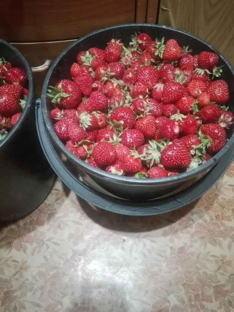Продам ведра с клубникой - Продукты (Барахолка) в Красноармейский