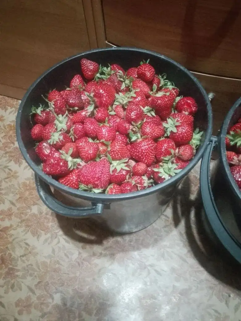 Продам ведра с клубникой - Продукты (Барахолка) в Красноармейский
