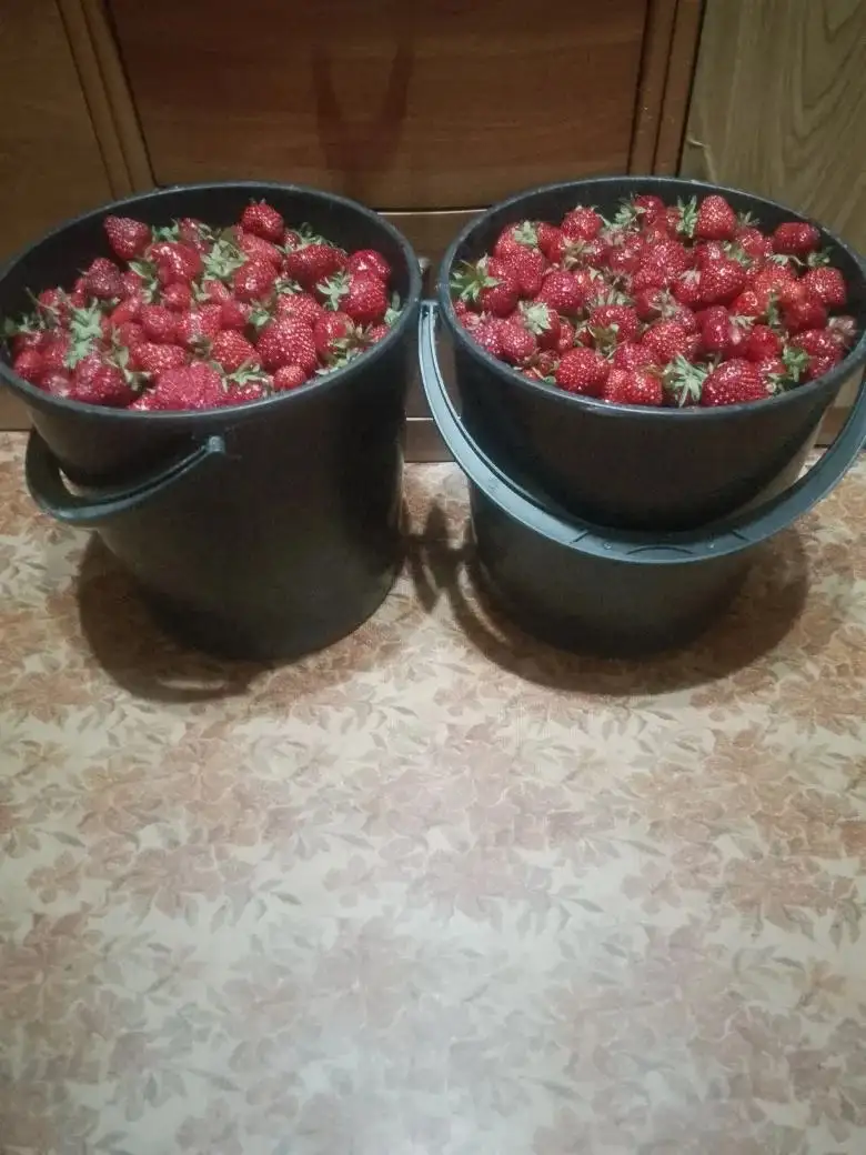Продам ведра с клубникой - Продукты (Барахолка) в Красноармейский