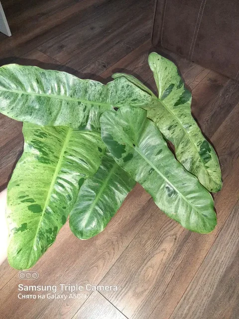 Продам филодендрон биллитау мраморный - частное объявление в Волгоград