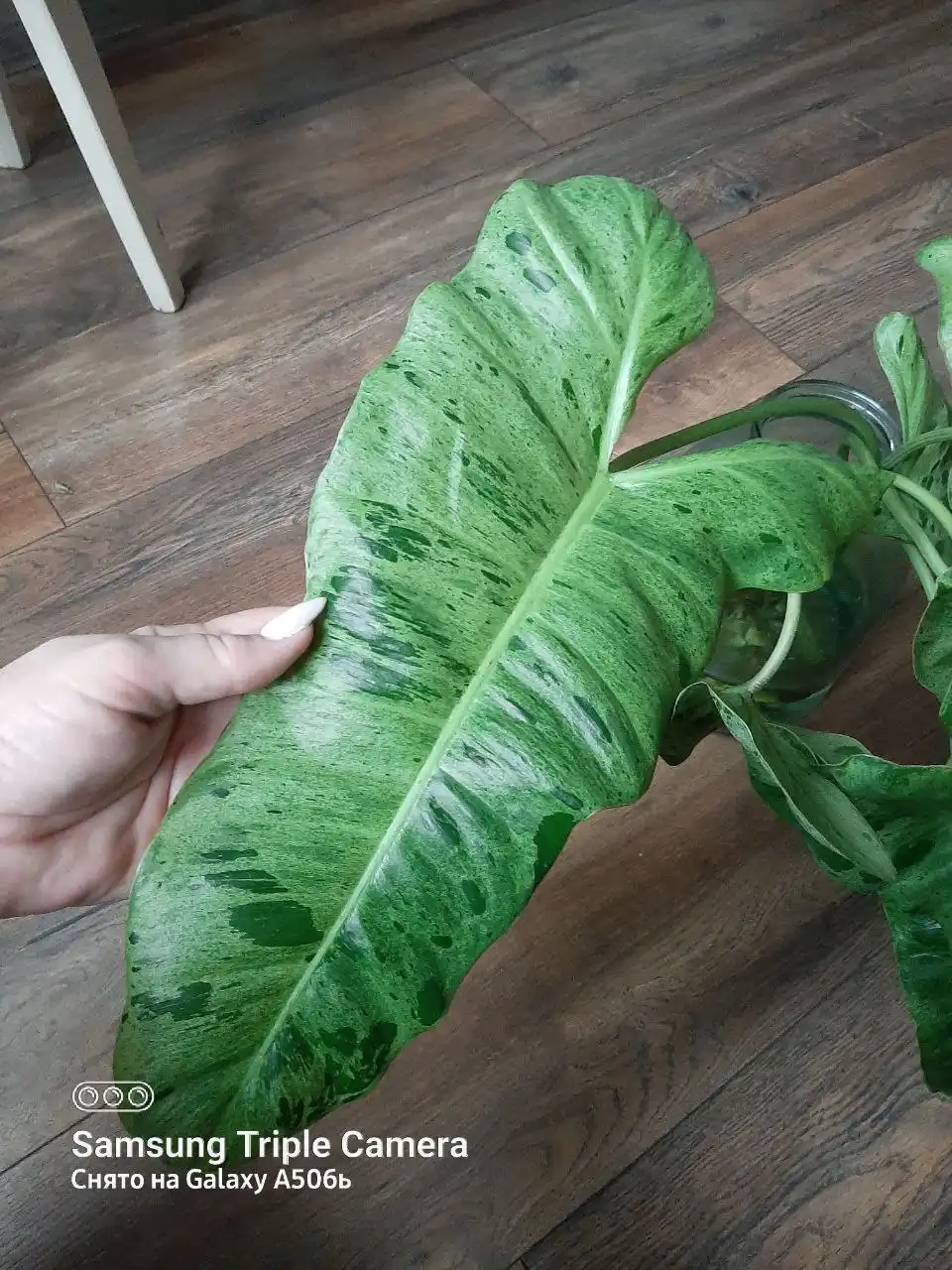 Продам филодендрон биллитау мраморный