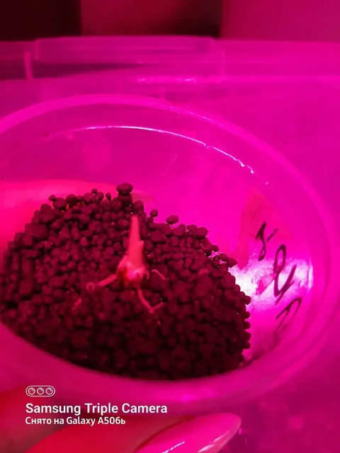 Алоказия Пинк Дракон вариегатный - частное объявление в Волгоград