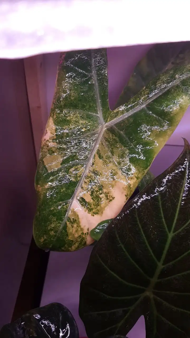 Алоказия Пинк Дракон вариегатный