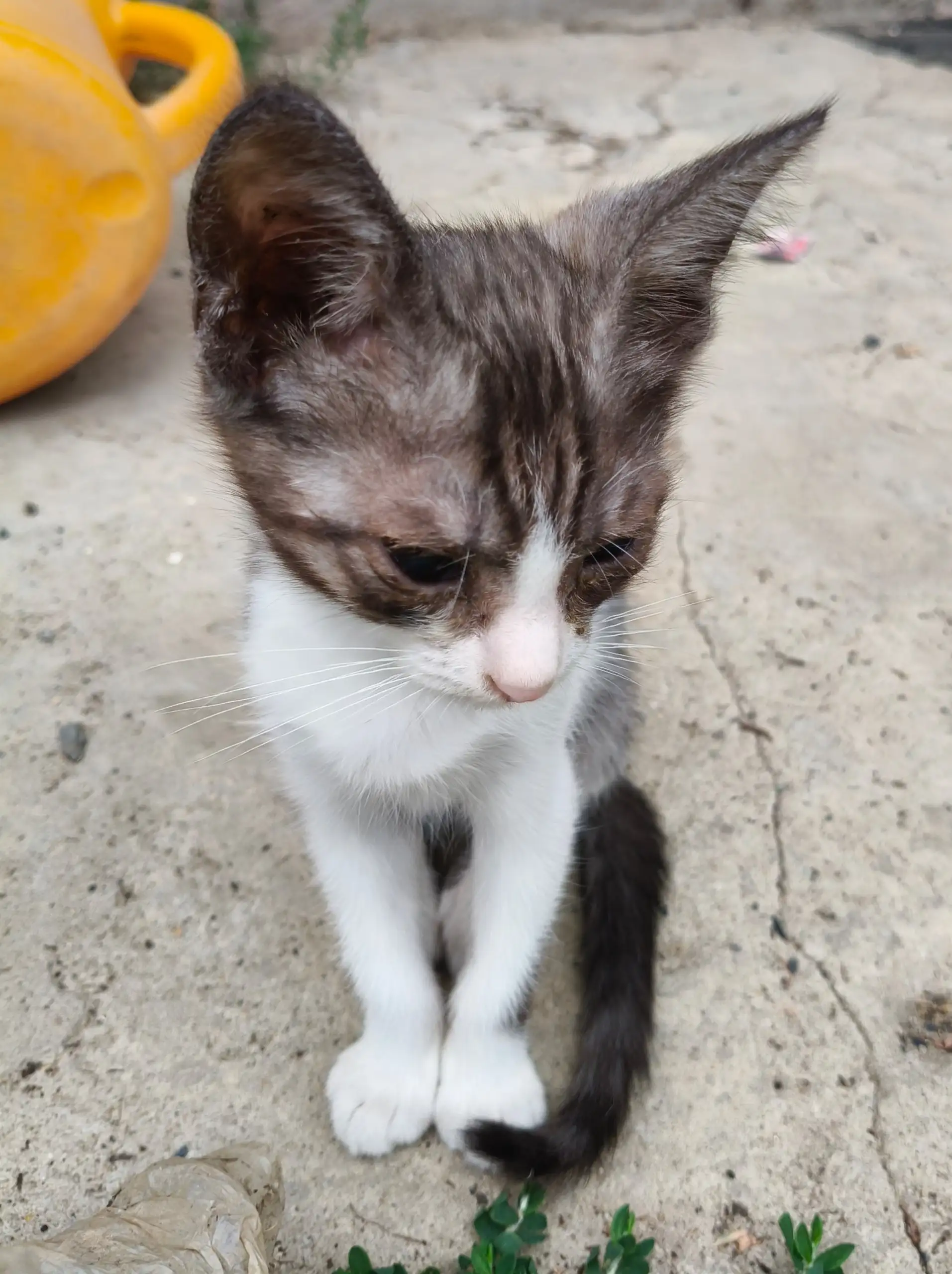 Отдам котят в добрые руки - Кошки (Животные) в Волгоград
