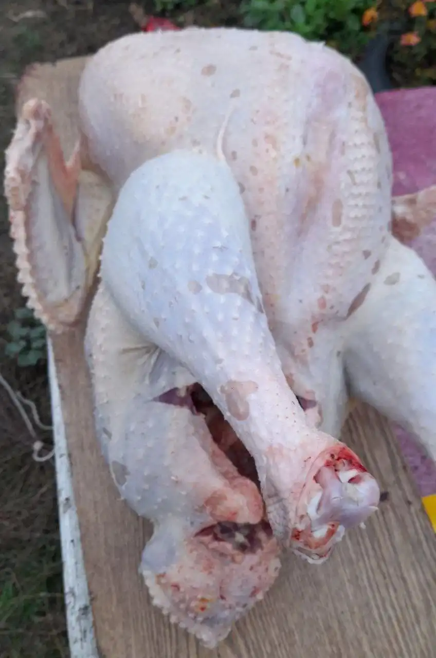 Домашние индюки мясом в Красноармейском районе