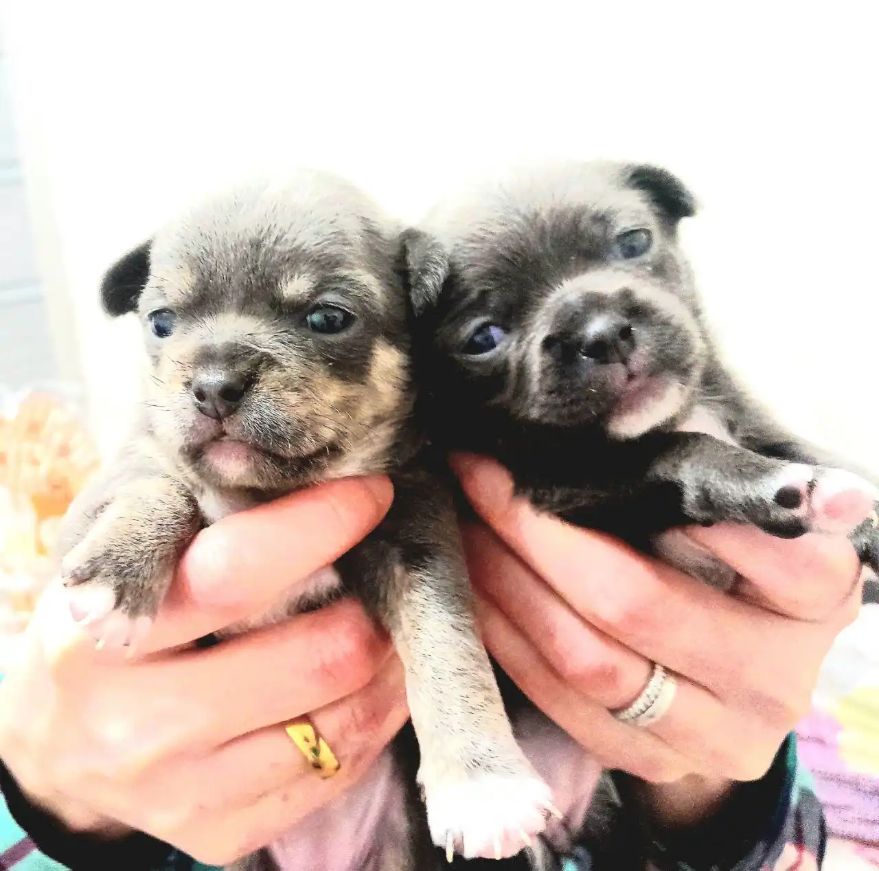 Продажа щенков чихуахуа