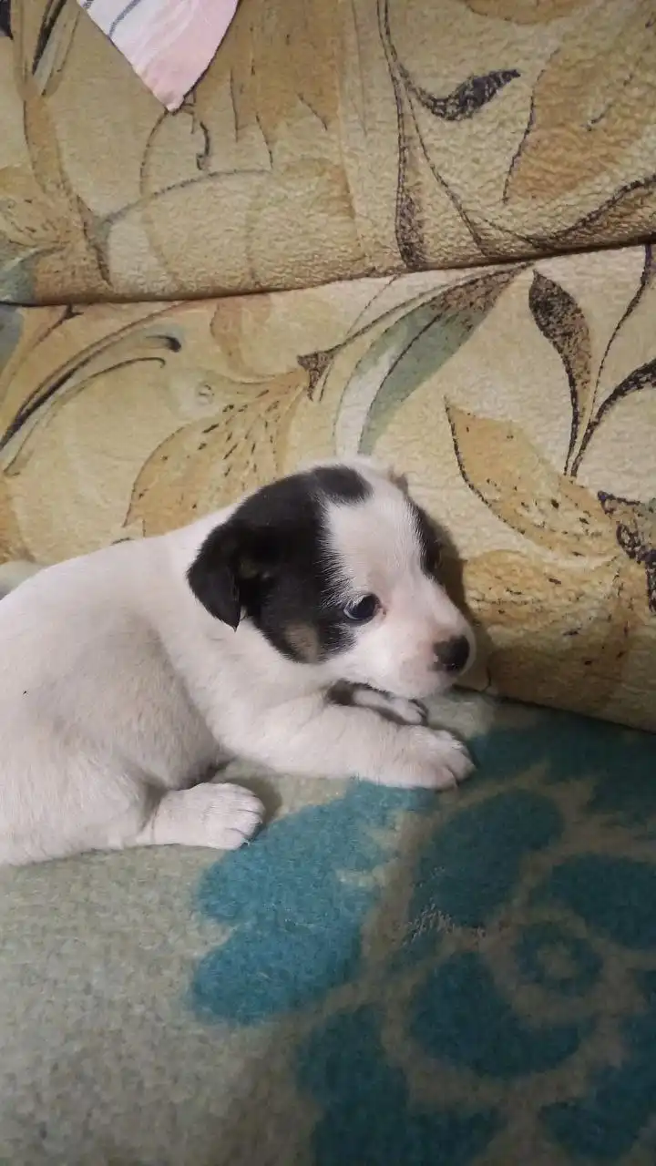 Продажа щенков от маленькой собачки