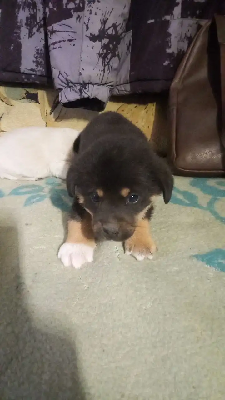 Продажа щенков от маленькой собачки